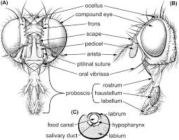 Attēlu rezultāti vaicājumam “Muscidae”