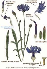 Image result for Centaurea cyanus