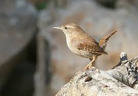 Attēlu rezultāti vaicājumam “Troglodytes troglodytes”