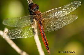 Attēlu rezultāti vaicājumam “Lycogala convexum macro”