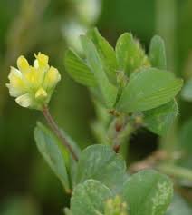 Attēlu rezultāti vaicājumam “Trifolium dubium flower”