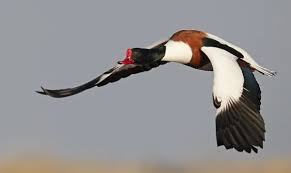 Attēlu rezultāti vaicājumam “Tadorna tadorna male”