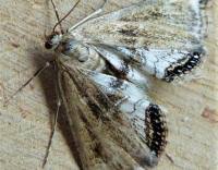 Attēlu rezultāti vaicājumam “Cataclysta lemnata”