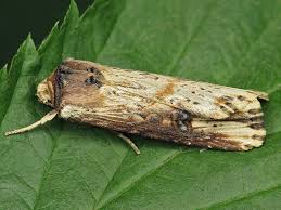 Attēlu rezultāti vaicājumam “Axylia putris”