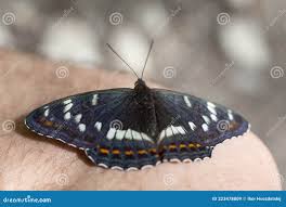 Attēlu rezultāti vaicājumam “Limenitis populi”