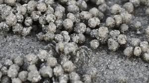 Attēlu rezultāti vaicājumam “Physarum leucopus spores”