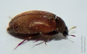 Attēlu rezultāti vaicājumam “Attagenus smirnovi”