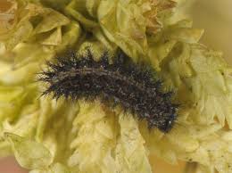 Attēlu rezultāti vaicājumam “Boloria aquilonaris”