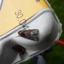 Attēlu rezultāti vaicājumam “Oligia sp.”