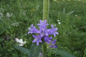 Attēlu rezultāti vaicājumam “Campanula cervicaria flower”