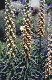 Image result for Digitalis ferruginea
