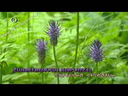 Attēlu rezultāti vaicājumam “Phyteuma spicatum fruit”