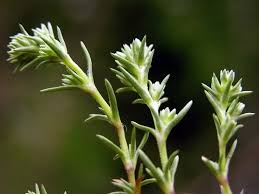 Attēlu rezultāti vaicājumam “Scleranthus annuus flower”