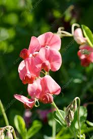 Attēlu rezultāti vaicājumam “Lathyrus latifolius”