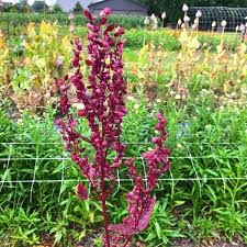 Image result for Atriplex hortensis