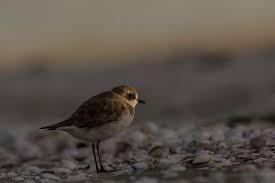 Image result for Charadrius mongolus
