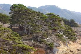 Attēlu rezultāti vaicājumam “Cribraria macrocarpa young”