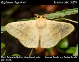 Attēlu rezultāti vaicājumam “Eupteryx vittata”