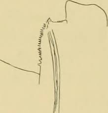 Attēlu rezultāti vaicājumam “Strongylosoma pallipes”