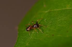 Attēlu rezultāti vaicājumam “Micarea sp.”