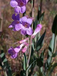 Image result for Penstemon