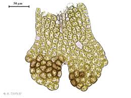 Attēlu rezultāti vaicājumam “Frullania fragilifolia macro”