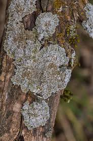 Attēlu rezultāti vaicājumam “Physconia detersa”