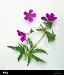 Attēlu rezultāti vaicājumam “Geranium sylvaticum leaf”