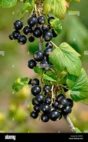 Attēlu rezultāti vaicājumam “Ribes nigrum fruit”