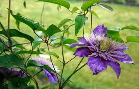 Attēlu rezultāti vaicājumam “Clematis flower”