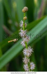 Attēlu rezultāti vaicājumam “Sparganium neglectum fruit”