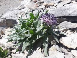 Attēlu rezultāti vaicājumam “Saussurea esthonica flower”