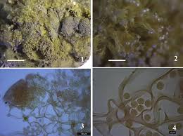 Attēlu rezultāti vaicājumam “Dictydiaethaliaceae”