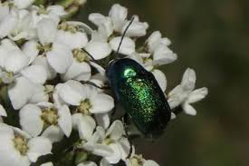 Attēlu rezultāti vaicājumam “Cryptocephalus aureolus, Cryptocephalus sericeus”