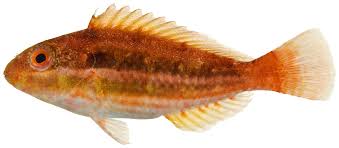 Image result for Sparisoma aurofrenatum