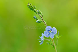 Attēlu rezultāti vaicājumam “Veronica chamaedrys bud”