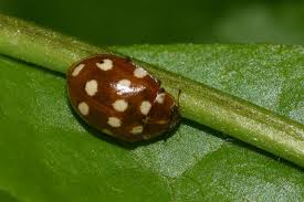 Attēlu rezultāti vaicājumam “Calvia quatuordecimguttata”