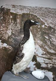 Image result for Pinguinus impennis