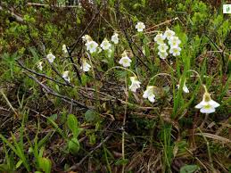 Attēlu rezultāti vaicājumam “Pinguicula alpina”