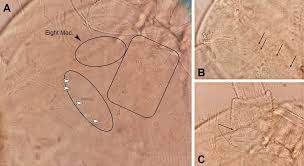 Attēlu rezultāti vaicājumam “Heteromurus nitidus”