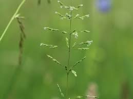 Attēlu rezultāti vaicājumam “Poa trivialis”