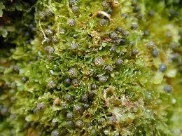 Attēlu rezultāti vaicājumam “Riccardia latifrons”