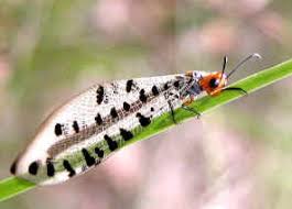 Attēlu rezultāti vaicājumam “Myrmeleontidae larva”