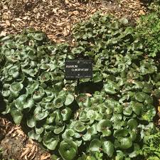 Attēlu rezultāti vaicājumam “Asarum europaeum”