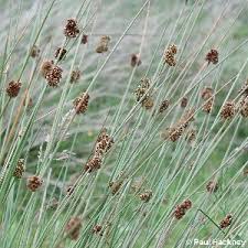 Attēlu rezultāti vaicājumam “Juncus conglomeratus fruit”