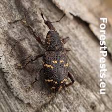 Attēlu rezultāti vaicājumam “Hylobius abietis”