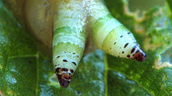 Attēlu rezultāti vaicājumam “Leucochloridium paradoxum larva”