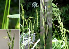 Attēlu rezultāti vaicājumam “Elymus caninus”