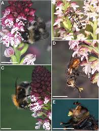 Attēlu rezultāti vaicājumam “Leptura annularis”