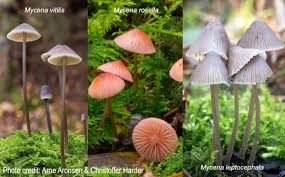 Attēlu rezultāti vaicājumam “Mycena”